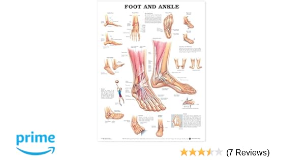 Left Foot Bone Anatomy